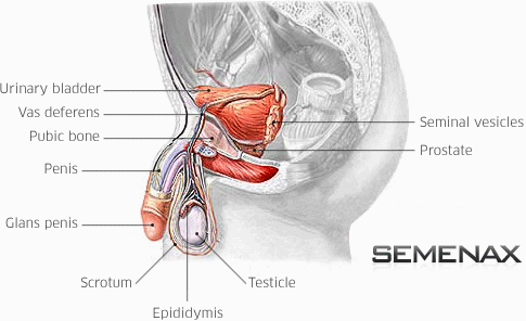 Semenax - erhöhen Spermienzahl & Samenerguss - Samen Enhancers